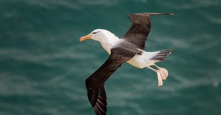 Fun Facts About Black-browed Albatross