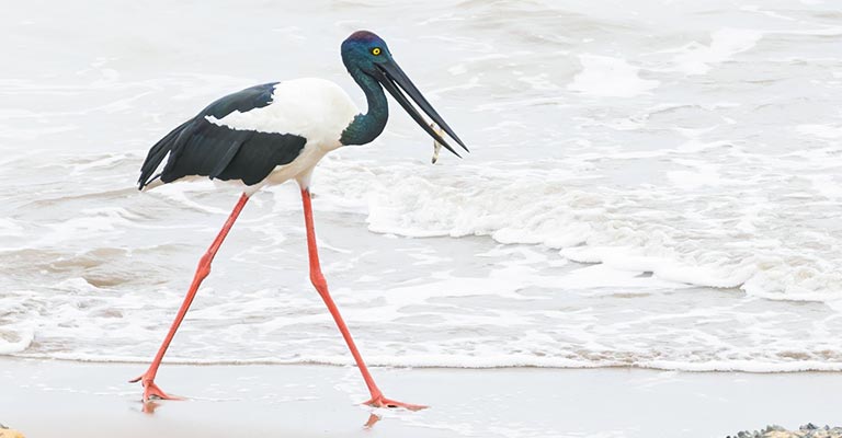 Fun Facts About Black-necked Stork