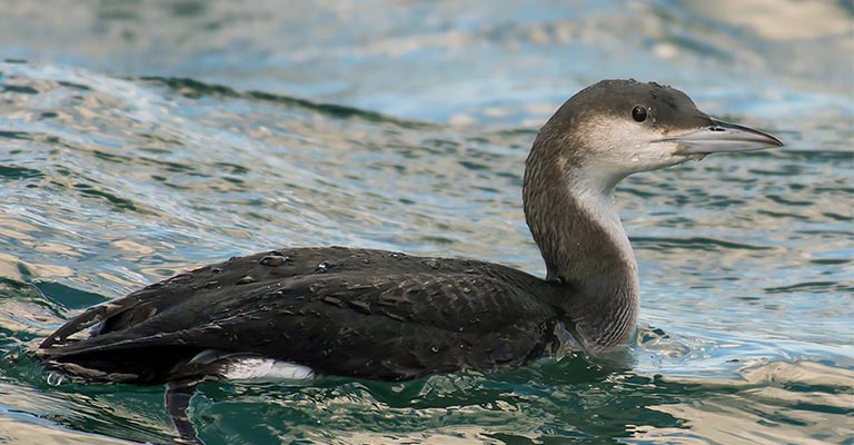 Fun Facts About Black-throated Loon