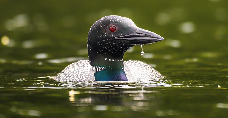 Fun Facts About Common Loon