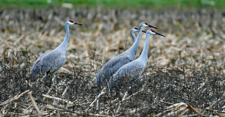 Fun Facts About Cranes