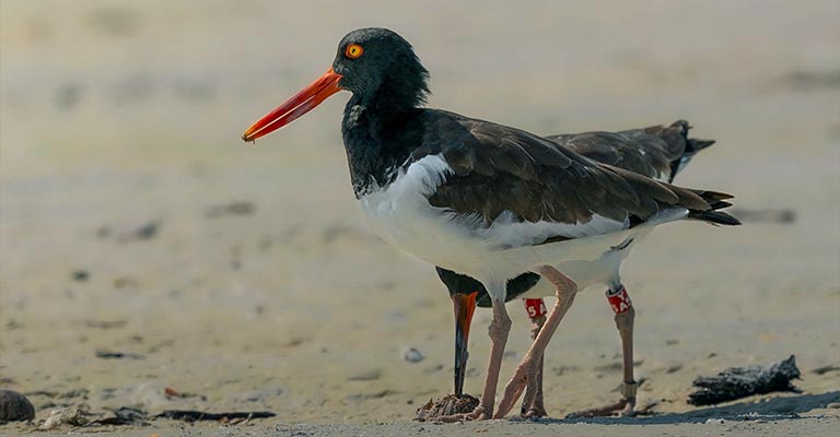 Fun Facts About Eurasian Oystercatchers