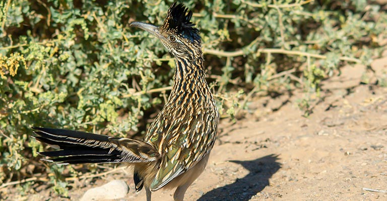 Fun Facts About Greater Roadrunner