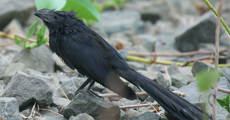 Fun Facts About Groove-billed Ani