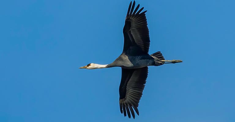 Fun Facts About Hooded Crane