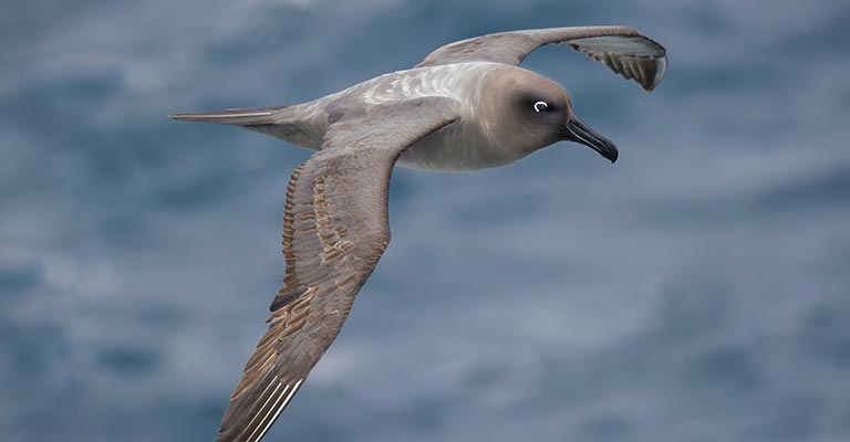 Fun Facts About Light-mantled Albatross