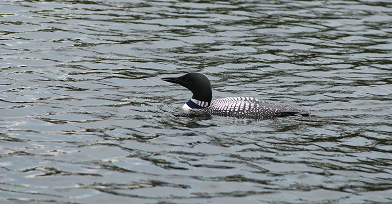 Fun Facts About Loons