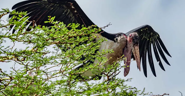 Fun Facts About Marabou Stork