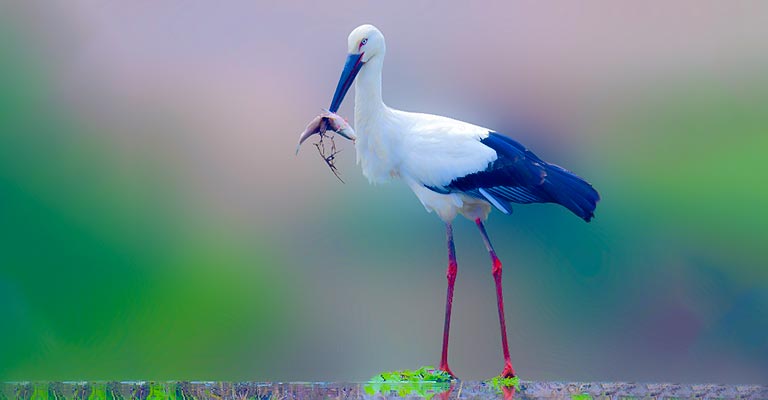 Fun Facts About Oriental Stork