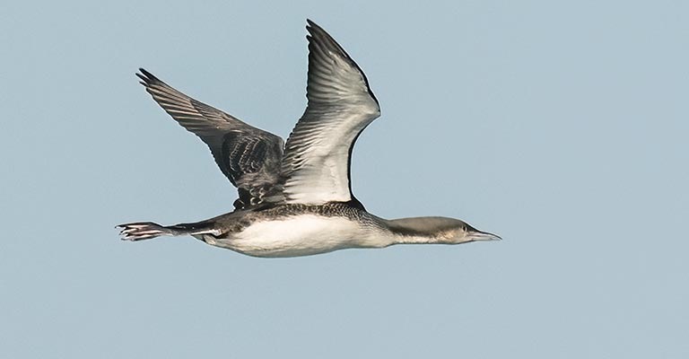 Fun Facts About Pacific Loon