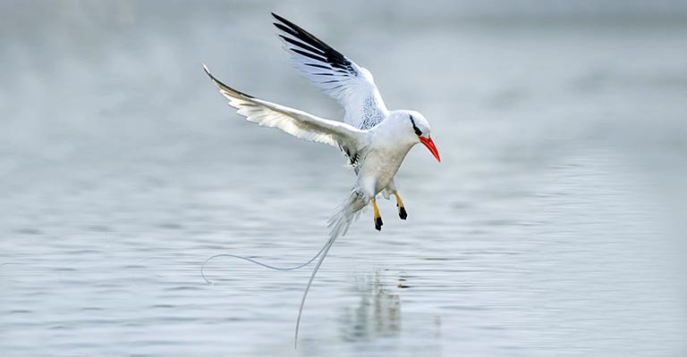 Fun Facts About Red-billed Tropicbird