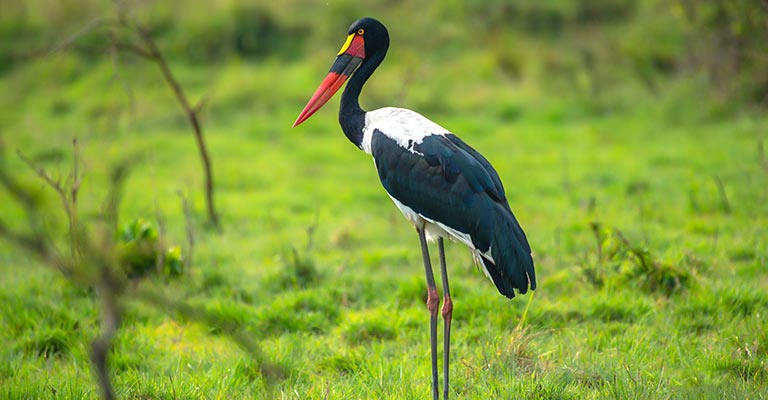 Fun Facts About Saddle-billed Stork