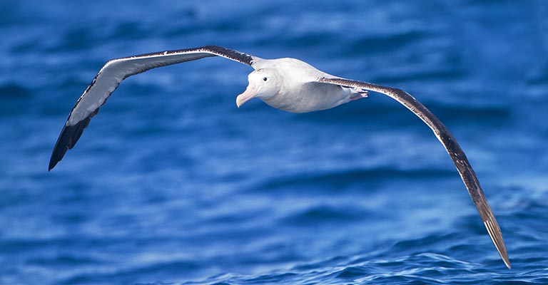 Fun Facts About Snowy Albatross