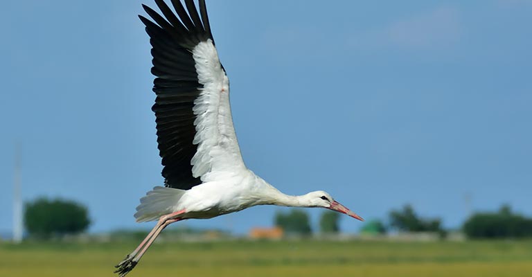 Fun Facts About Stork