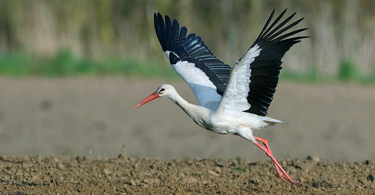 Fun Facts About White Stork