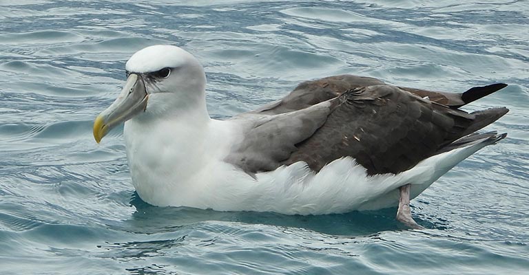 Fun Facts About White-capped Albatross