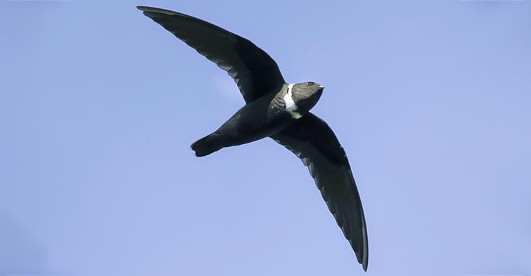Fun Facts About White-collared Swift