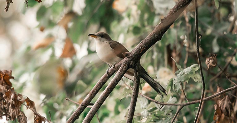 Fun Facts About Yellow-billed Cuckoo