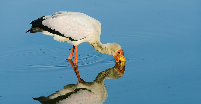 Fun Facts About Yellow-billed Stork