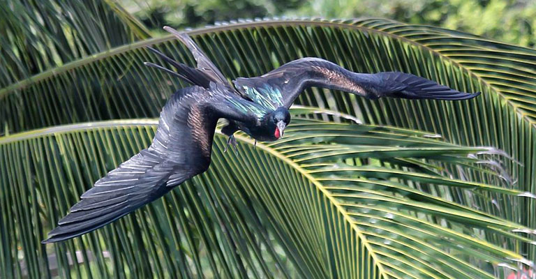 Great Frigatebird Flight Pattern