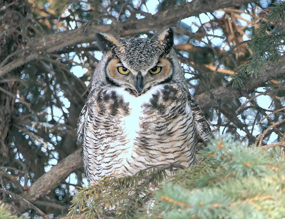 Great Horned Owl