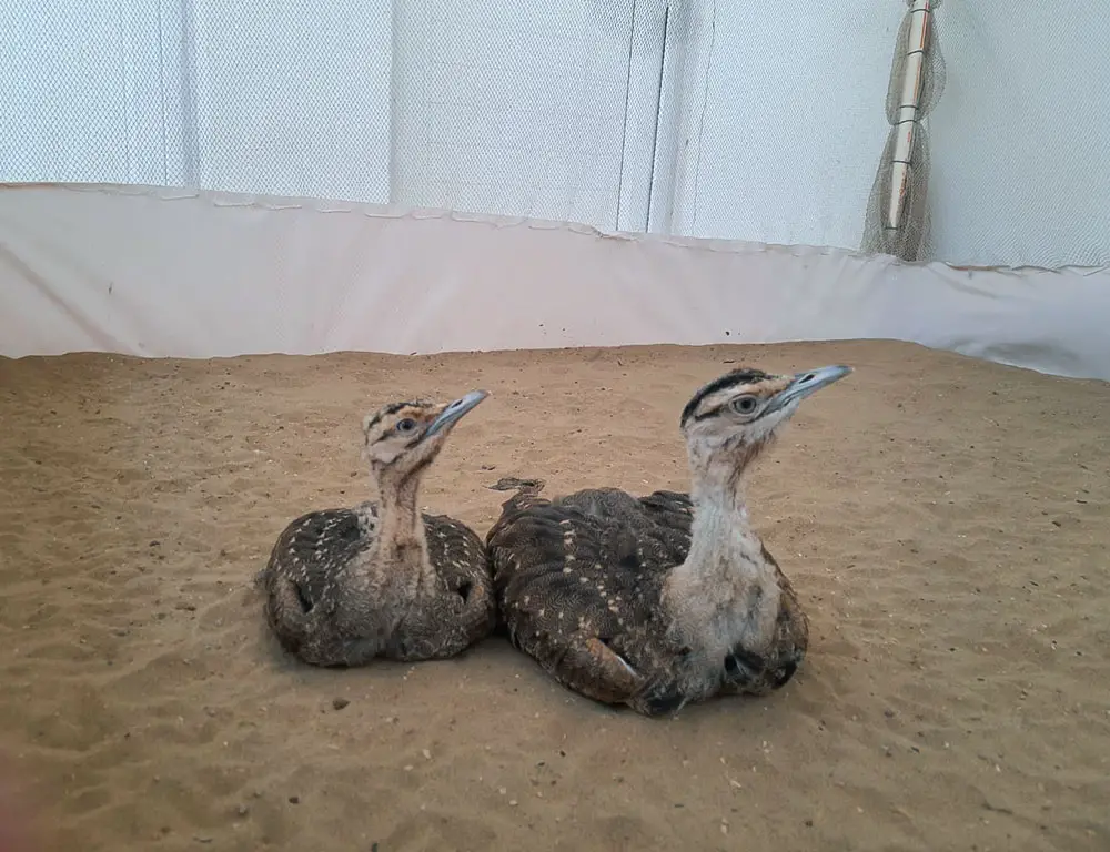 Great Indian Bustard Reproduction