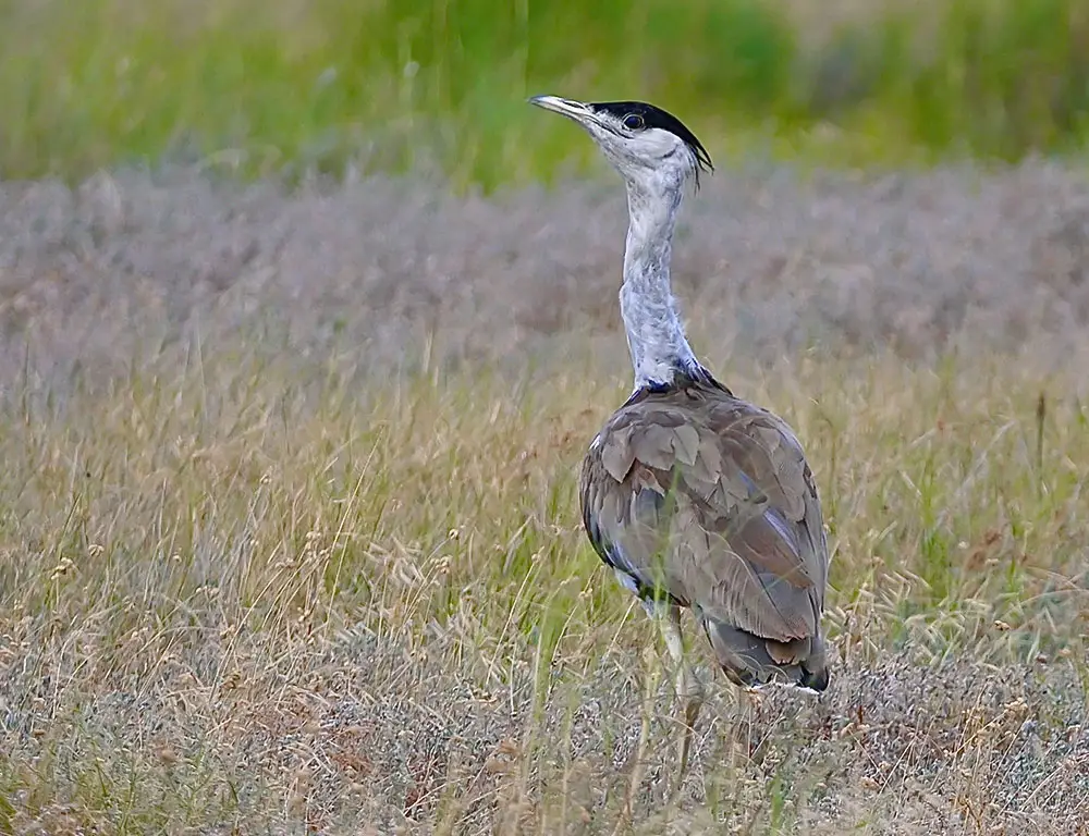Interesting Facts About Great Indian Bustard