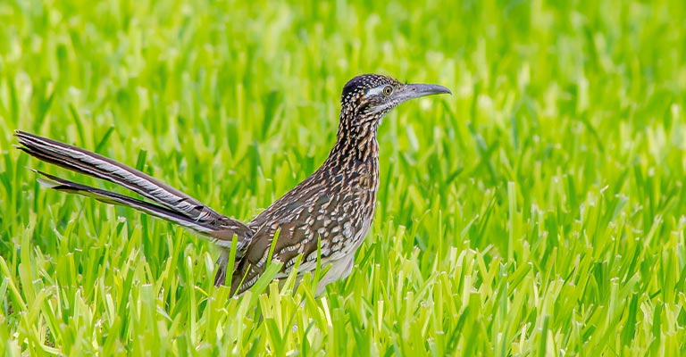 Greater Roadrunner Life History