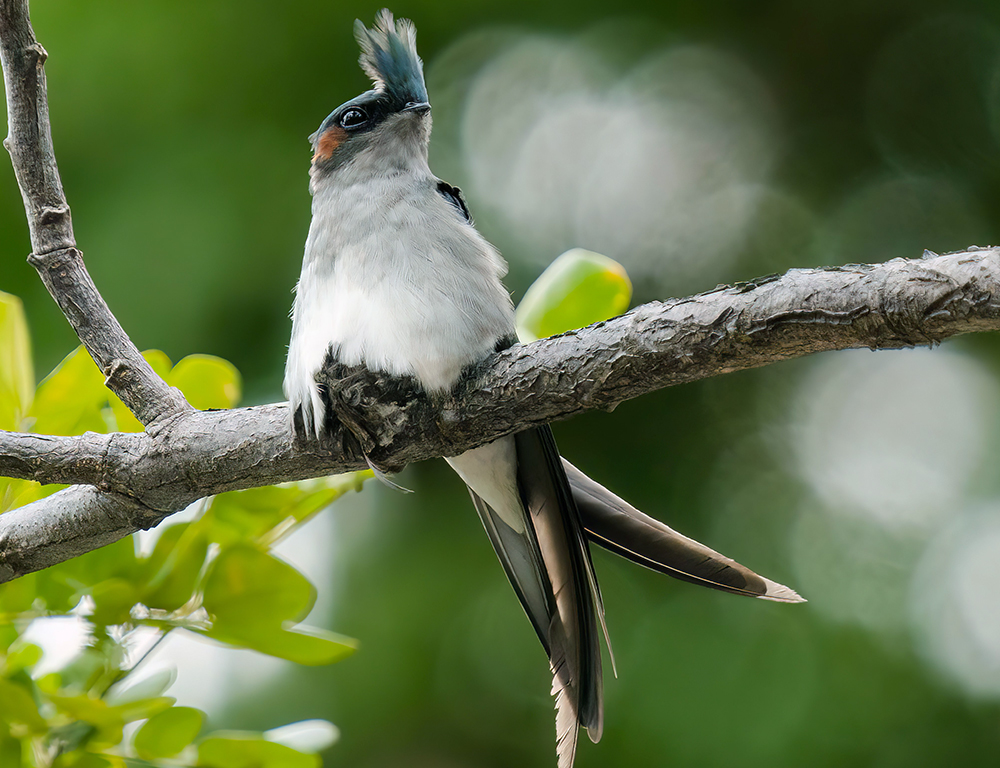 Grey-Rumped Treeswift