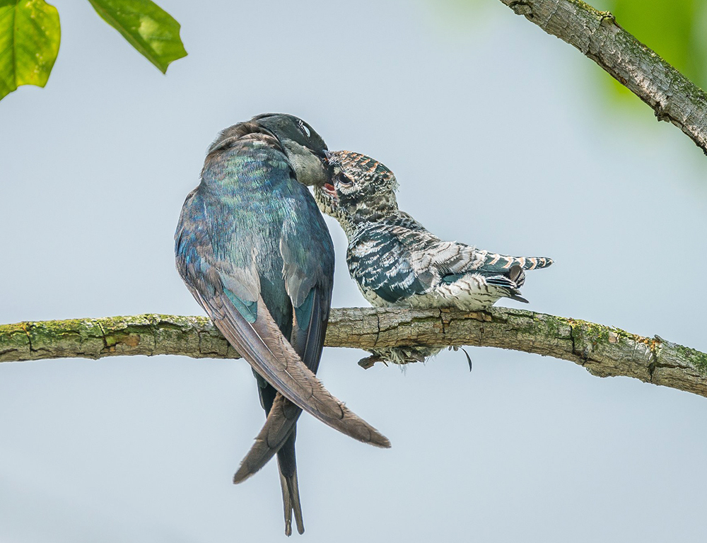 Grey-Rumped Treeswifts Diet And Feeding