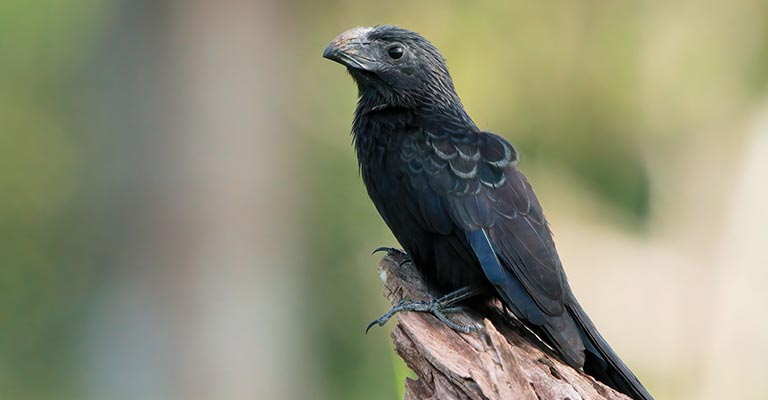 Groove-billed Ani Life History