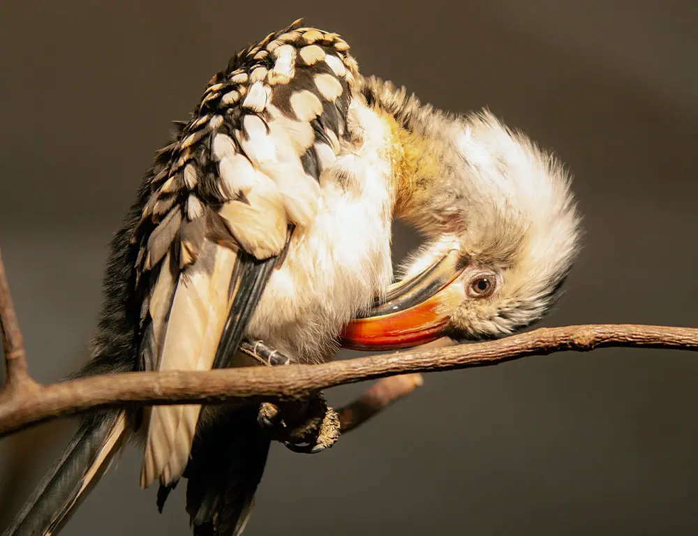 Habitat and Diet of Hornbills