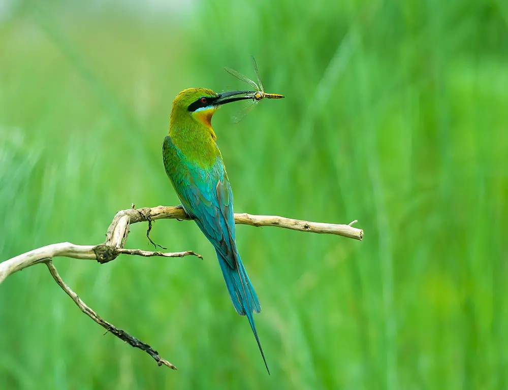 Habitat and Distribution of Blue-tailed Bee-Eaters