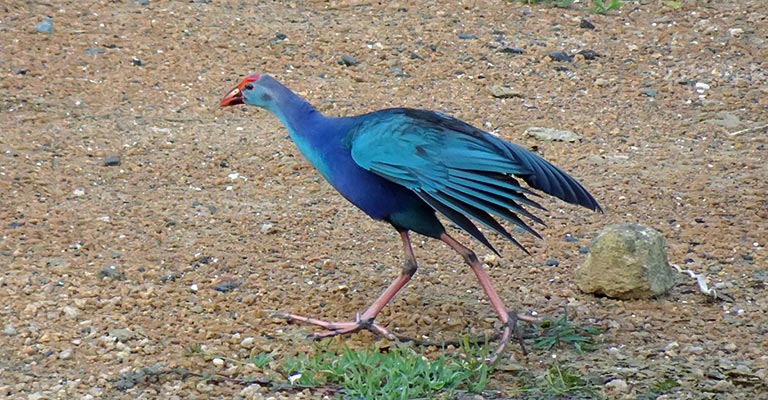 Habitat and Distribution of Grey-Headed Swamphens