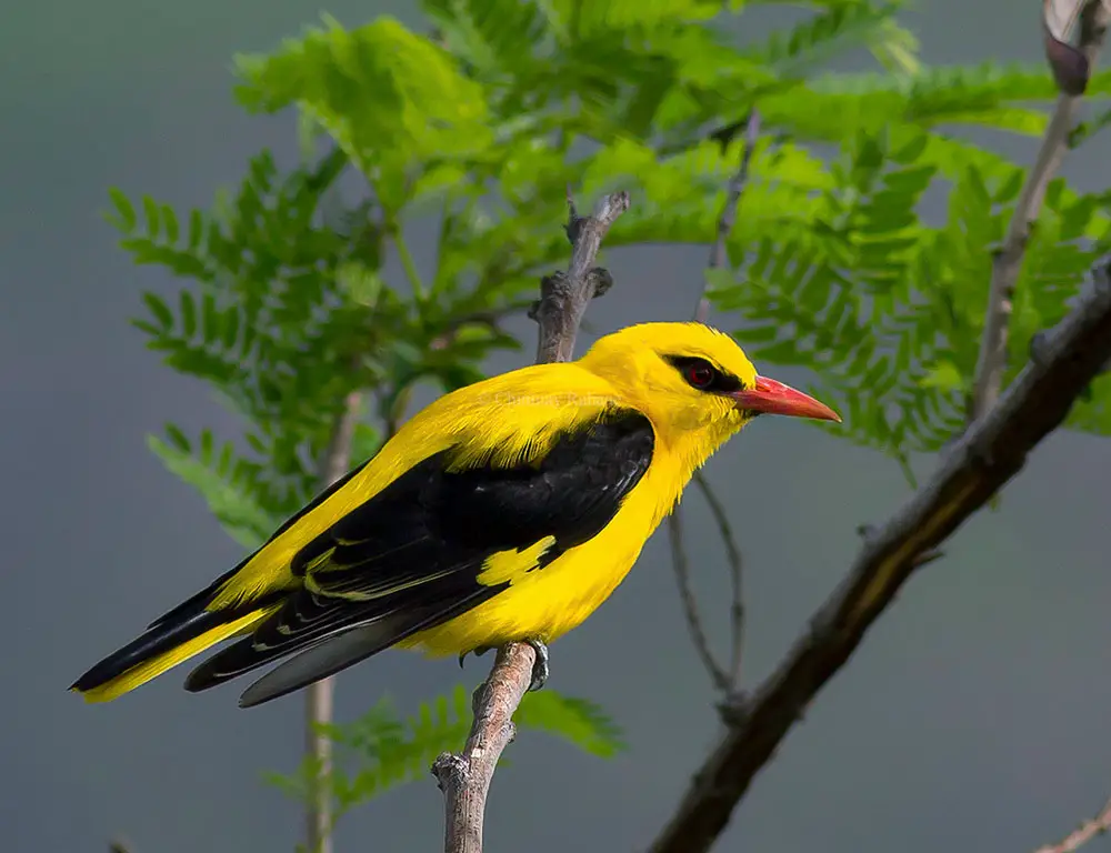 Habitat and Distribution of Indian Golden Orioles