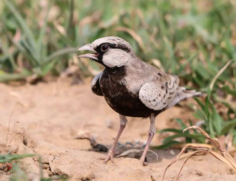 Habitat and Distribution of the Ashy-Crowned Sparrow-Lark