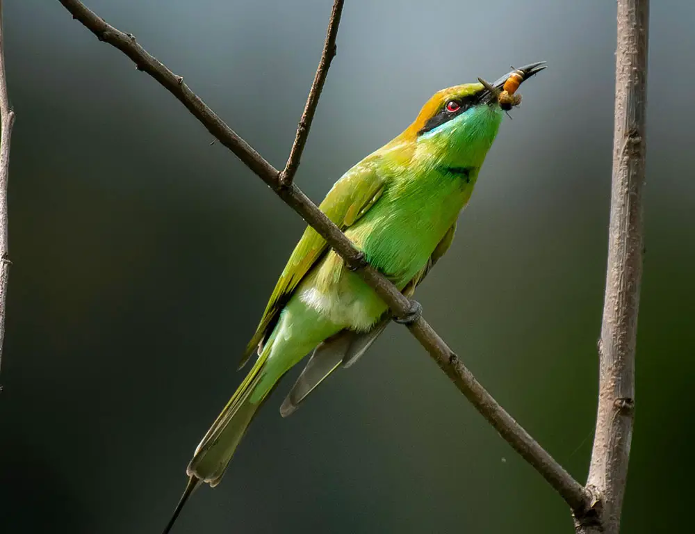 Habitat and Distribution of the Asian Green Bee-Eater