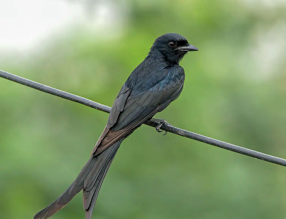Habitat and Distribution of the Black Drongo