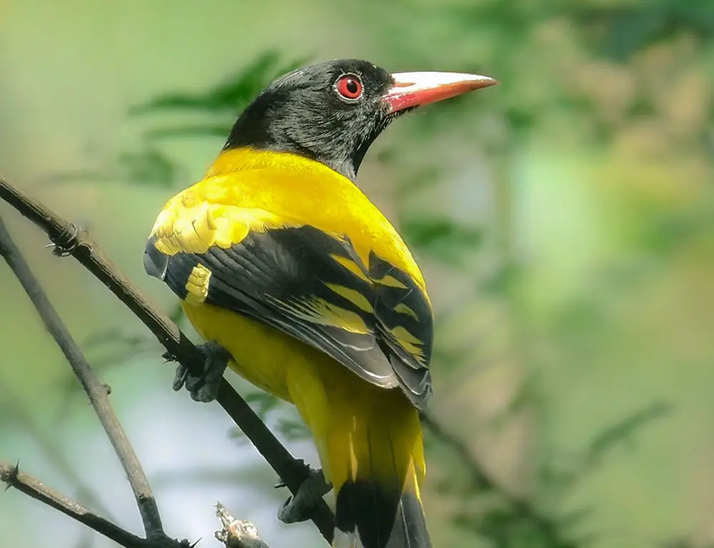 Habitat and Distribution of the Black-Hooded Oriole