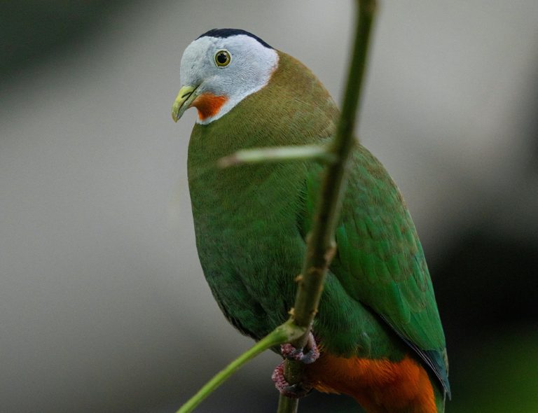 Black-Naped Fruit Dove: A Detailed Look at This Exotic Bird Species ...