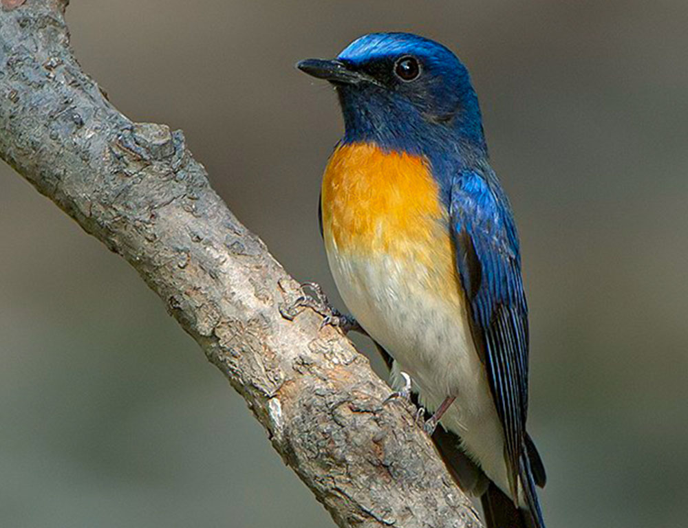 Habitat and Distribution of the Blue-Throated Blue Flycatcher