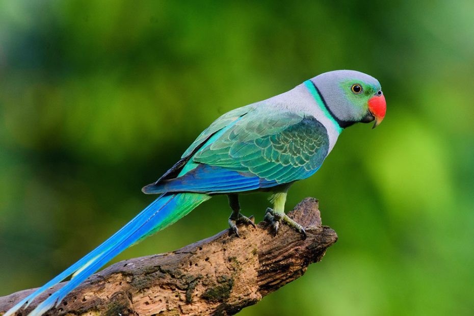 Blue-Winged Parakeet