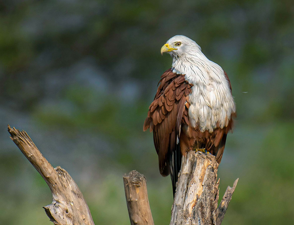 Habitat and Distribution of the Brahminy Kite