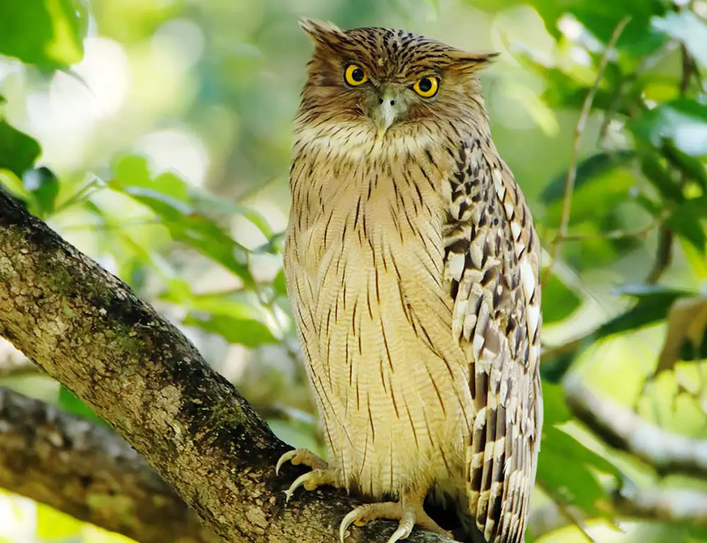 Habitat and Distribution of the Brown Fish Owl