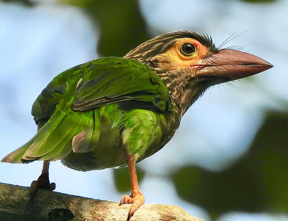 Habitat and Distribution of the Brown-Headed Barbet