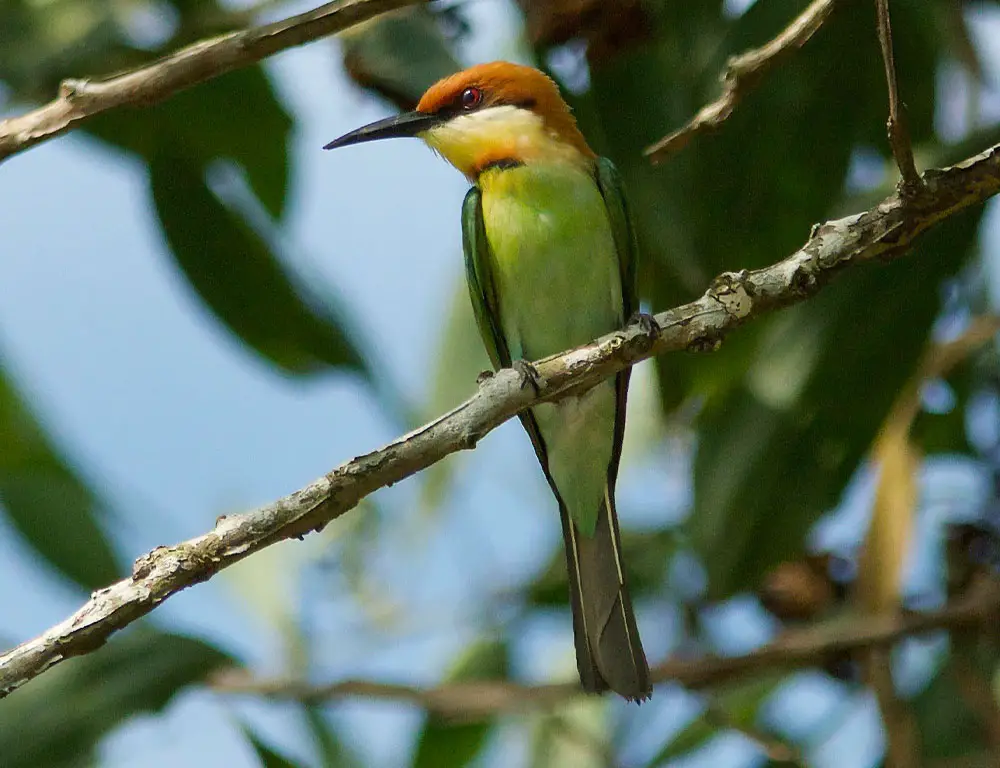 Habitat and Distribution of the Chestnut-Headed Bee-Eater