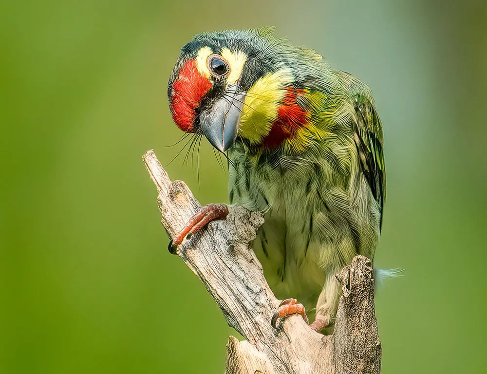 Habitat and Distribution of the Coppersmith Barbet