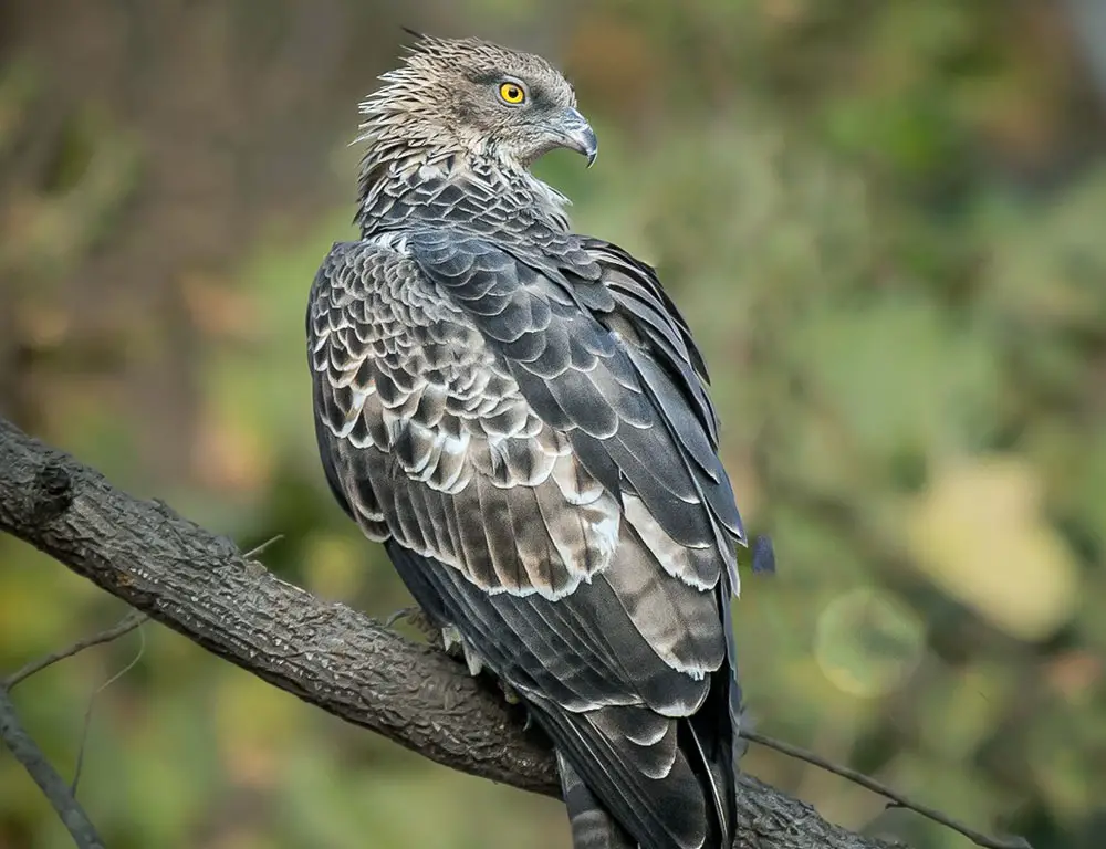 Habitat and Distribution of the Crested Honey Buzzard