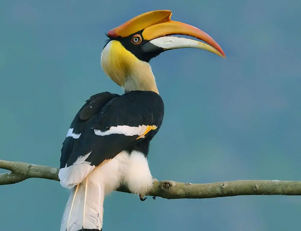Habitat and Distribution of the Great Hornbill