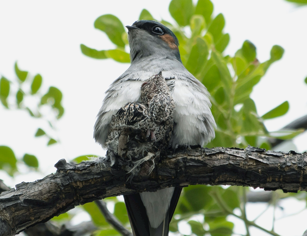 Habitat and Distribution of the Grey-Rumped Treeswift